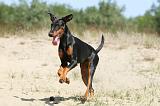 DOBERMANN 789